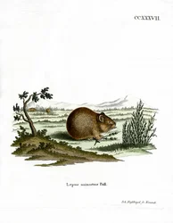 Steppe Pika