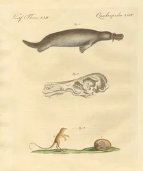 Strange Animals