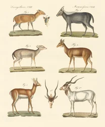 Strange Antelopes
