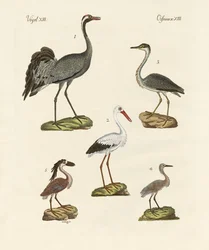 Strange Beach Birds