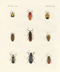 Strange Beetles