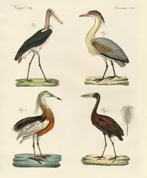 Strange birds