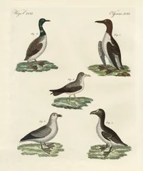 Strange Birds