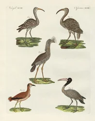 Strange Birds