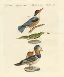 Strange Birds