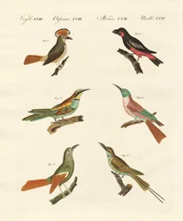 Strange Birds