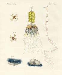 Strange Comb Jellies