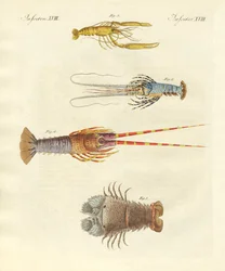 Strange Crabs