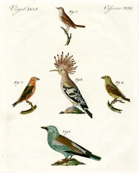 Strange Domestic Birds