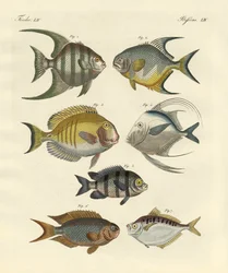 Strange Fish
