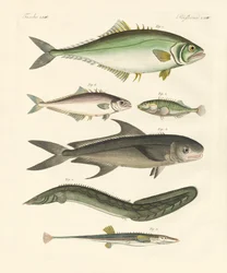 Strange Fish