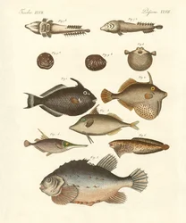 Strange fish