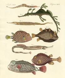 Strange Fish