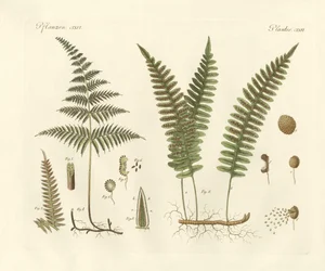 Strange grasses