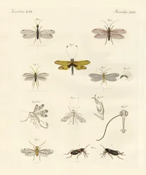 Strange Insects