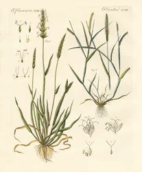 Strange Kinds of Herbage