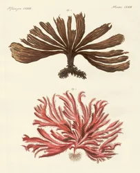 Strange Kinds of Seaweed