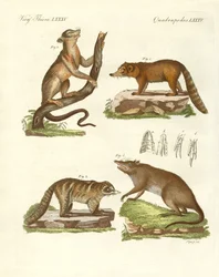 Strange Mammals