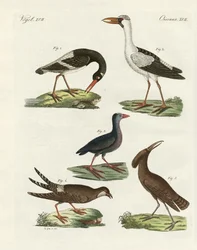 Strange Marsh-Birds