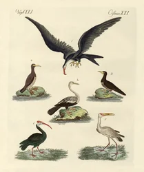 Strange Marsh-Birds and Waterbirds