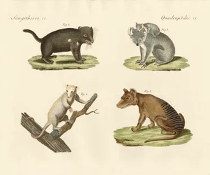 Strange Marsupials