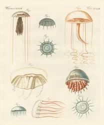 Strange Medusas