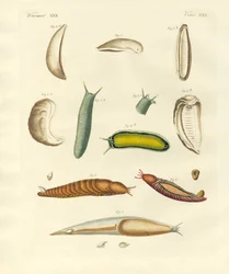 Strange Molluscs