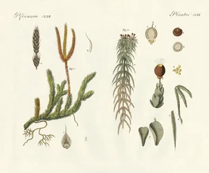 Strange Mosses