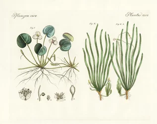 Strange plants