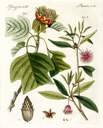 Strange Plants