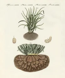 Strange Plants
