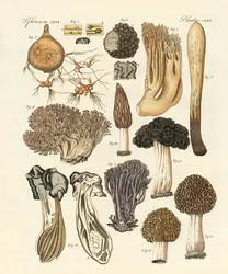 Strange Plants