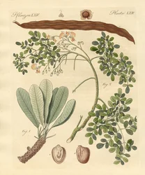 Strange Plants