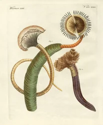 Strange worms