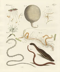 Strange worms