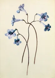 Streptocarpus, c.1790