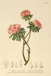 Striated Daphne