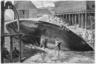 Stripping Blubber from a whale in Finland, 1893