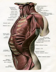 Study of the Muscles of the Human Torso and Neck