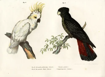 Sulphur-crested Cockatoo, 1864