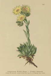 Sun Houseleek