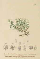Swiss Bedstraw