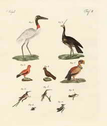 Ten American Birds