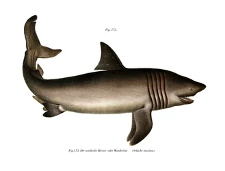The Basking Shark