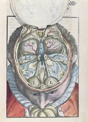 The Brain, from Ophthalmodouleia by Georg Bartisch