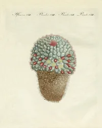 The breast-shaped melon-thistle