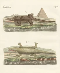 The crocodile