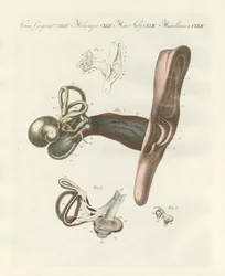 The Hearing Organ Illustrated Through the Human Ear