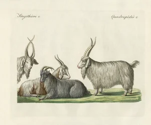 The Kashmir goats introduced in France