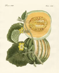 The melon